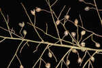 Erectleaf panicgrass